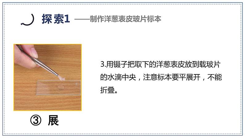 教科版科学六年级上册 1-4 观察洋葱表皮细胞 课件+视频08