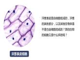 教科版科學(xué)六年級上冊 1-5 觀察更多的生物細(xì)胞 課件+視頻