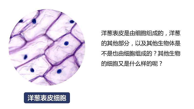 教科版科学六年级上册 1-5 观察更多的生物细胞第3页