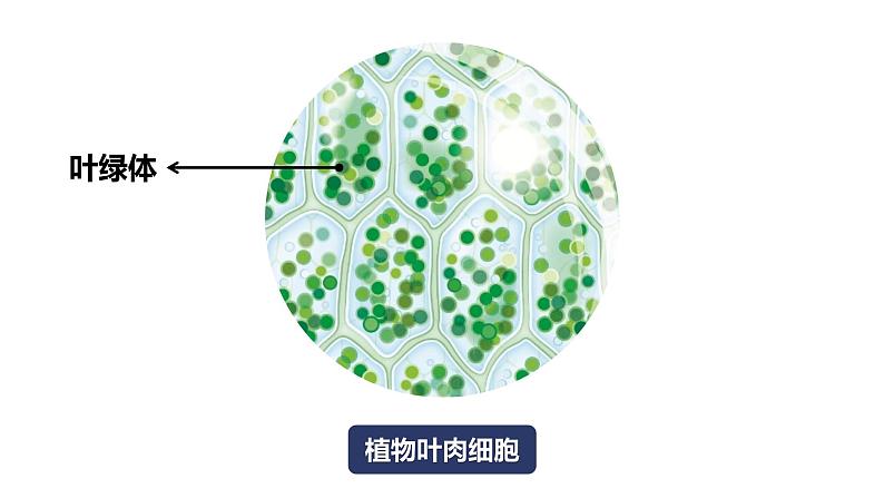 教科版科学六年级上册 1-5 观察更多的生物细胞第6页