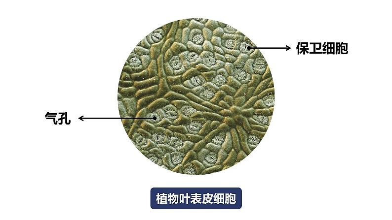 教科版科学六年级上册 1-5 观察更多的生物细胞第7页