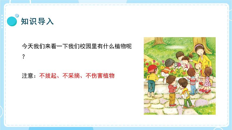 【教科版】一上科学  第1单元第6课-校园里的植物  (课件+素材）04