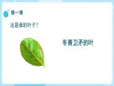 【教科版】一上科學  第1單元第4課-這是誰的葉 課件