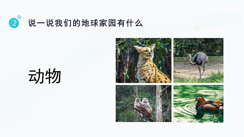 【教科版】二上科学  第1单元第1课-地球家园中有什么（课件+素材）05