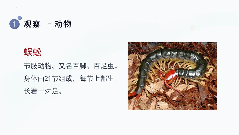 【教科版】二上科学  第1单元第2课-土壤——动植物的乐园（课件+素材）08