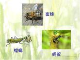 探究昆虫的奥秘（课件）四年级下册科学苏教版