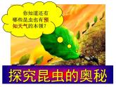 探究昆虫的奥秘（课件）四年级下册科学苏教版