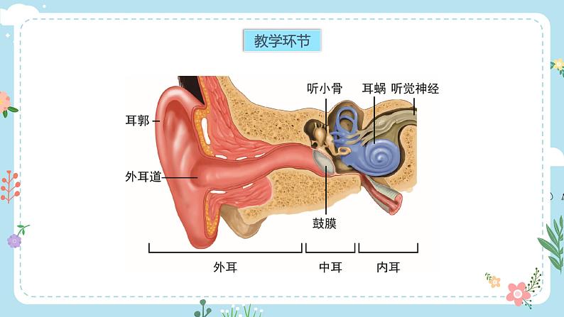 4.我们是怎样听到声音的课件PPT第4页