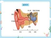【核心素養(yǎng)目標】教科版小學(xué)科學(xué)四年級上冊第一單元第4課時《我們是怎樣聽到聲音的》課件+教案+同步練習(xí)（含答案和教學(xué)反思）
