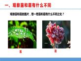 苏教版小学科学五上第四单元《14 露和霜》课件PPT+教案+视频素材