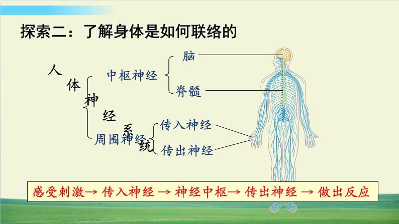 教科版科学五年级上册第5课 身体的“联络员”课件第7页