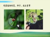 教科版科学六年级上册一 微小世界 第1课 放大镜课件+教案+素材