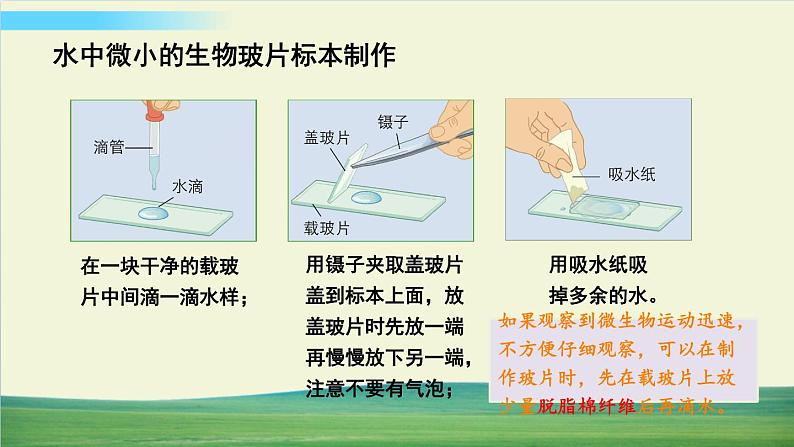 教科版科学六年级上册一 微小世界 第6课 观察水中微小得生物课件+教案+素材05