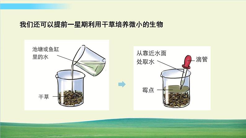 教科版科学六年级上册一 微小世界 第6课 观察水中微小得生物课件+教案+素材06