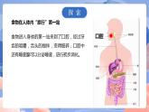 【核心素养目标】教科版小学科学四年级上册2.8《食物在身体里的旅行》 课件+教案(含教学反思)