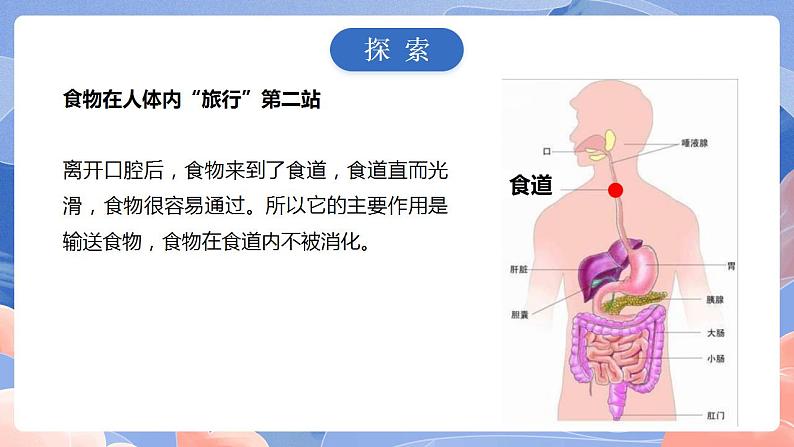 【核心素养目标】教科版小学科学四年级上册2.8《食物在身体里的旅行》 课件+教案(含教学反思)06