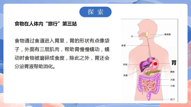 【核心素养目标】教科版小学科学四年级上册2.8《食物在身体里的旅行》 课件+教案(含教学反思)07