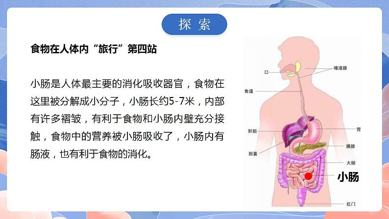 【核心素养目标】教科版小学科学四年级上册2.8《食物在身体里的旅行》 课件+教案(含教学反思)08