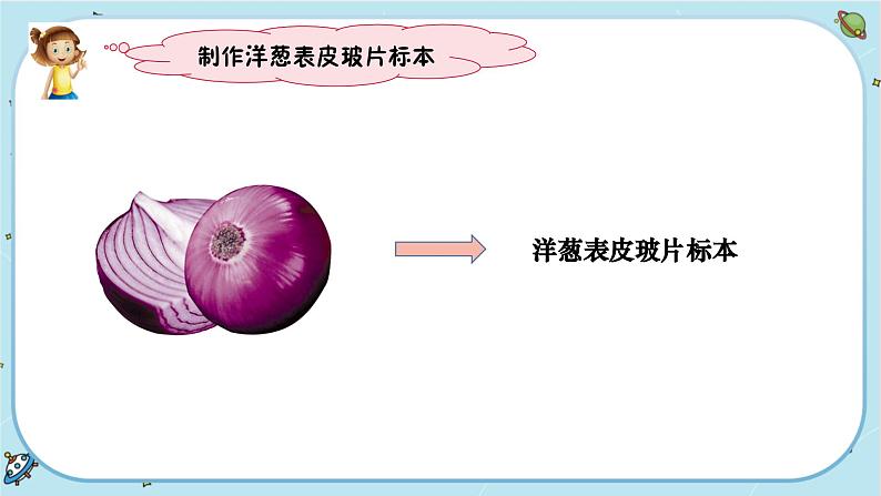 【核心素养】1.4《观察洋葱表皮细胞》课件PPT+教学详案04