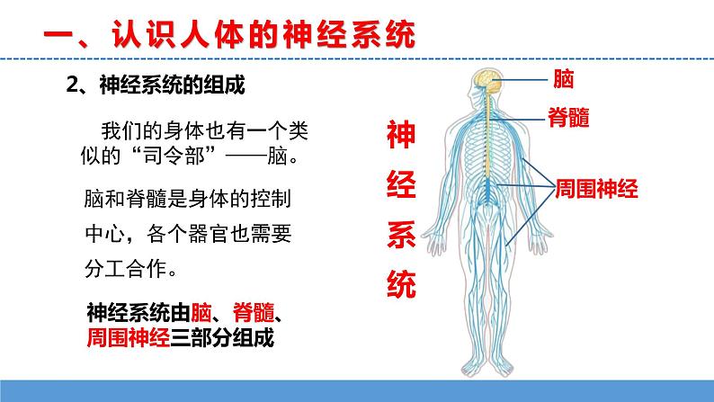 苏教版小学科学五上第五单元《18 从刺激到反应》课件PPT+教案+视频素材06