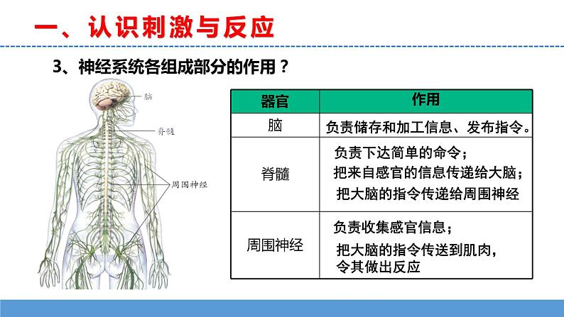 苏教版小学科学五上第五单元《18 从刺激到反应》课件PPT+教案+视频素材07