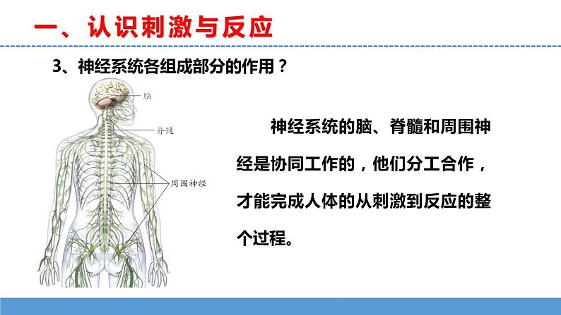 苏教版小学科学五上第五单元《18 从刺激到反应》课件PPT+教案+视频素材08