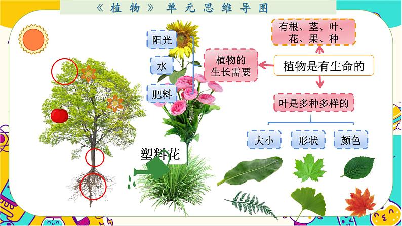 一上1-8《植物》单元整理第4页