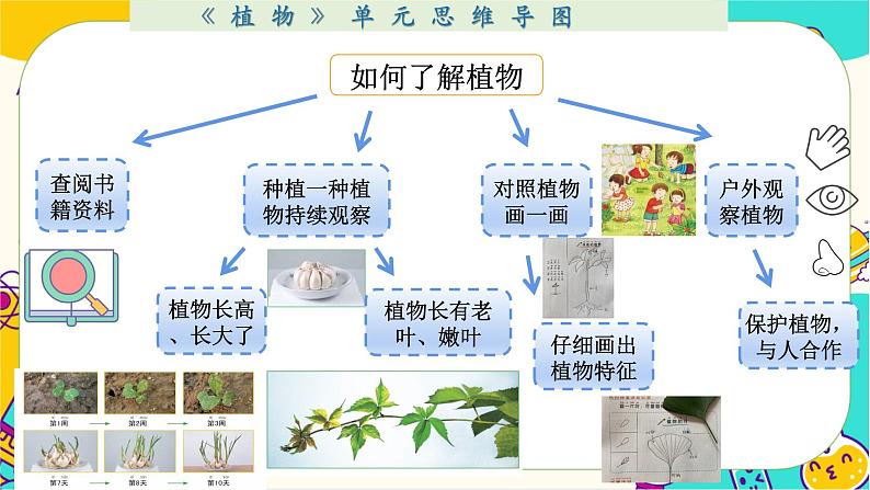 一上1-8《植物》单元整理第5页