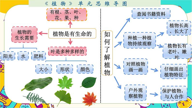 一上1-8《植物》单元整理第7页