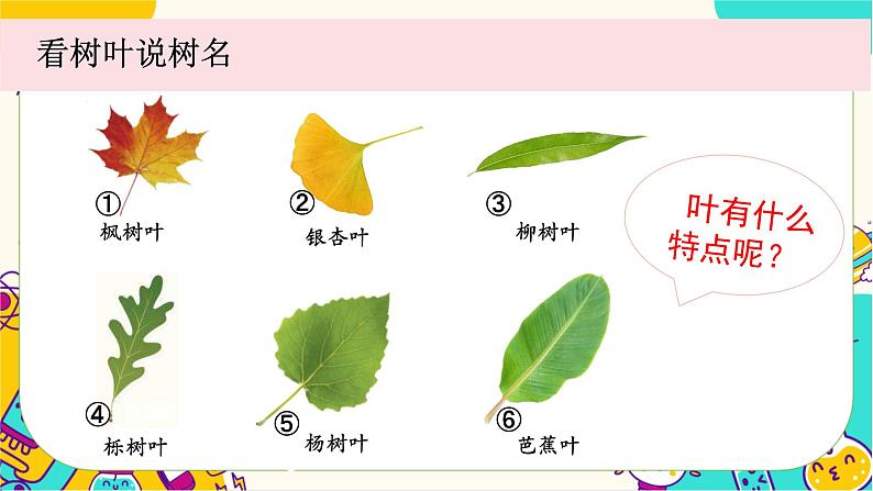 【核心素养】1-3《观察叶》课件PPT+教学详案03