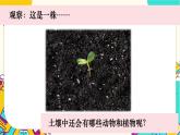 【核心素养】1-2《土壤——动植物的乐园》课件PPT+教学详案