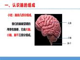 苏教版小学科学五上第五单元《19 我们的大脑》课件PPT+教案+视频素材