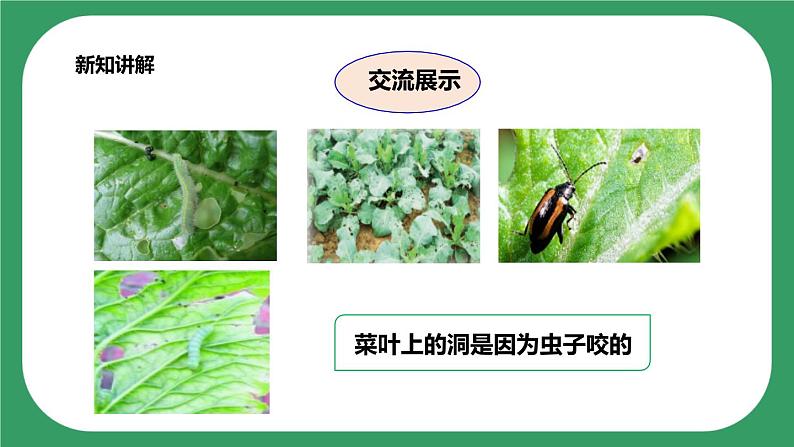 第三单元第7课时《做个小侦探》课件+教案+练习06