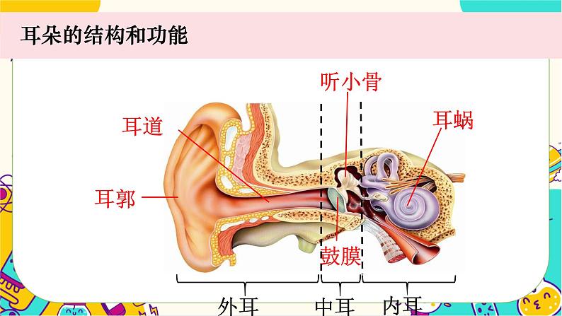 【核心素养】1.4《我们是怎样听到声音的》课件PPT+教学详案03