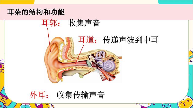 【核心素养】1.4《我们是怎样听到声音的》课件PPT+教学详案05