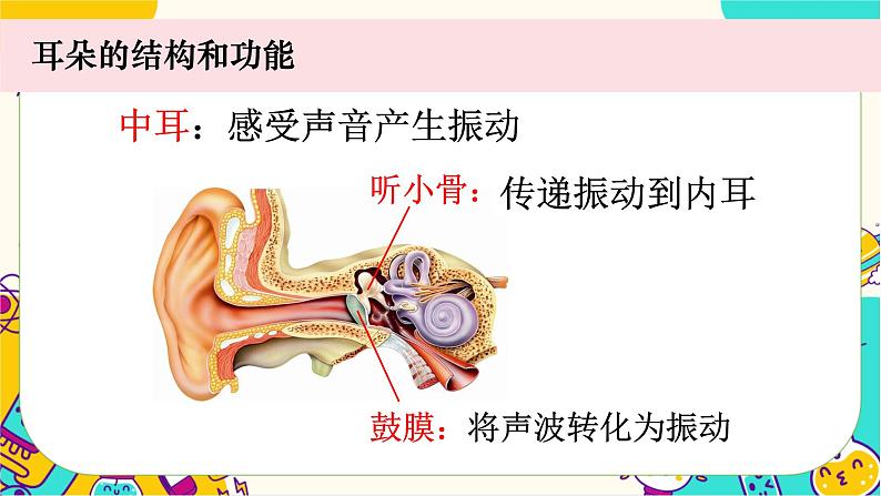 【核心素养】1.4《我们是怎样听到声音的》课件PPT+教学详案06