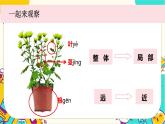 【核心素养】1-2《观察一棵植物》课件PPT+教学详案