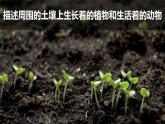 教科版二上第1單元第2課-土壤——?jiǎng)又参锏臉穲@ 課件
