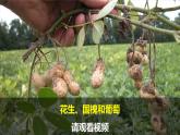 教科版二上第1單元第7課-做大自然的孩子 課件