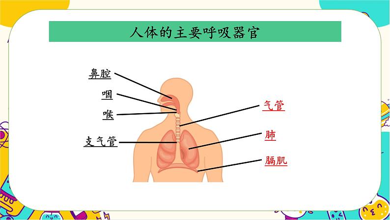 【核心素养】2.1《感受我们的呼吸》课件PPT+教学详案05