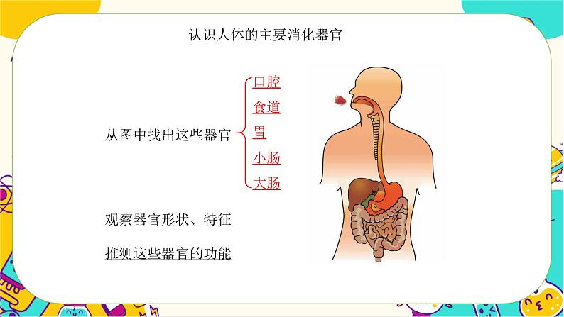 【核心素养】2.8《食物在身体里的旅行》课件PPT+教学详案05