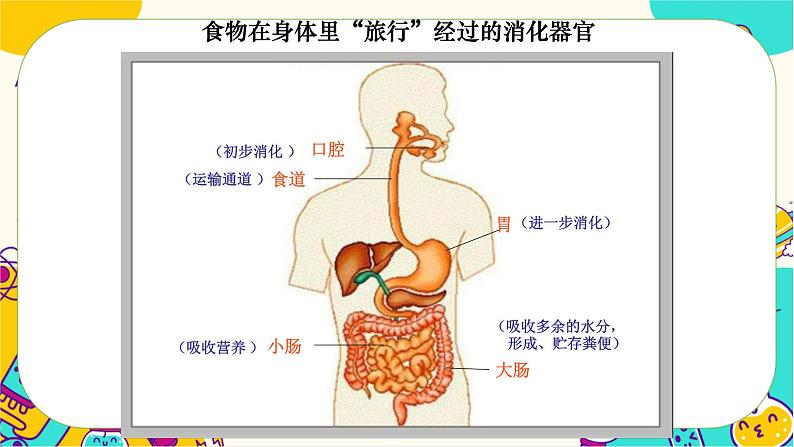 【核心素养】2.8《食物在身体里的旅行》课件PPT+教学详案06