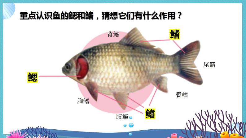 苏教版科学四年级上册 1.2鱼类 课件+教案+同步练习08