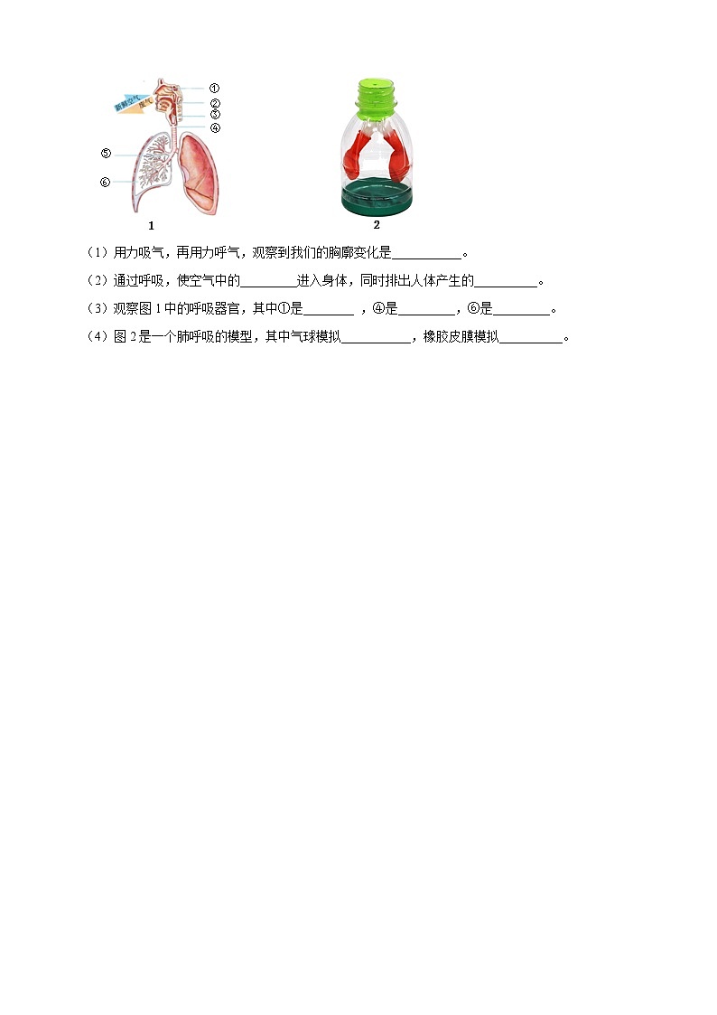 【同步分层练习】人教鄂教版科学三年级上册--4.13《呼吸器官》分层练习（含答案）02