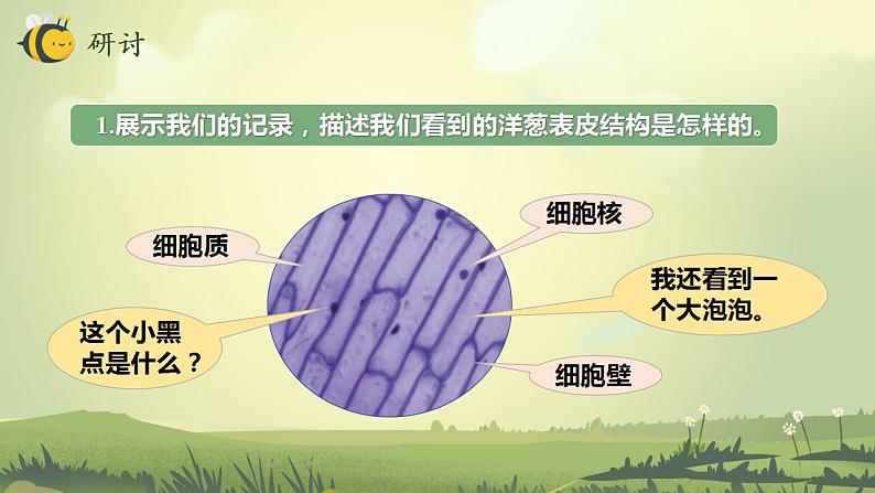 1.4 观察洋葱表皮细胞（课件）-2022-2023学年六年级科学上册同步备课（教科版）07