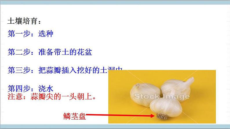 青岛版（六三制2017秋）科学二年级上册《9.种大蒜》（课件）05