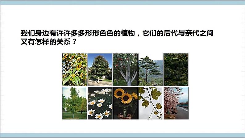 【核心素养】人教鄂教版科学五上 2.6《植物的后代与亲代》课件+教案+分层练习（含答案）+素材05