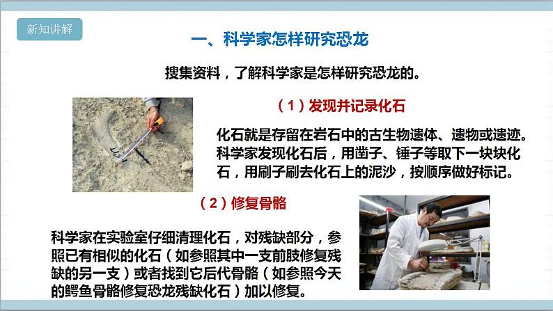 【核心素养】人教鄂教版科学五上 2.7《灭绝的远古动物》课件+教案+分层练习（含答案）06