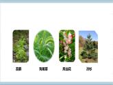 【核心素养】人教鄂教版科学六上 2.4《植物的简单分类》课件+教案+分层练习（含答案）