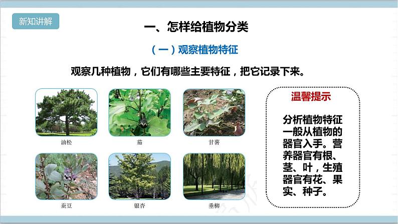 【核心素养】人教鄂教版科学六上 2.4《植物的简单分类》课件+教案+分层练习（含答案）08